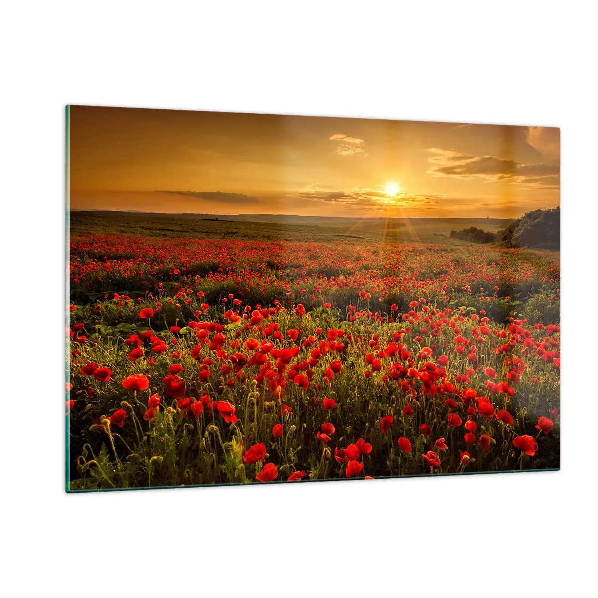 Glasbild - Bild auf glas - Ein Mohnfeld, beleuchtet von den Strahlen der untergehenden Sonne - 120x80cm - Unter den Wellen raschelnder Wiesen, unter den Blumen der Flut - Moderne Wanddekoration für Wohnzimmer und Schlafzimmer ARTTOR