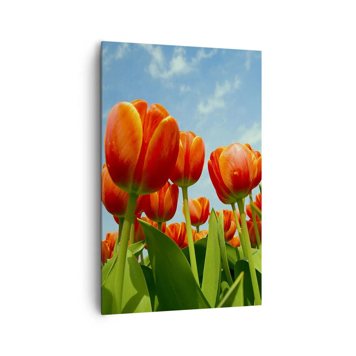Bild auf Leinwand - Leinwandbild - Ein Feld mit roten und orangefarbenen Tulpen vor blauem Himmel - 80x120cm - Außer dem blauen Himmel brauchen sie nichts in ihrem Leben - Moderne Wanddekoration für Wohnzimmer und Schlafzimmer ARTTOR