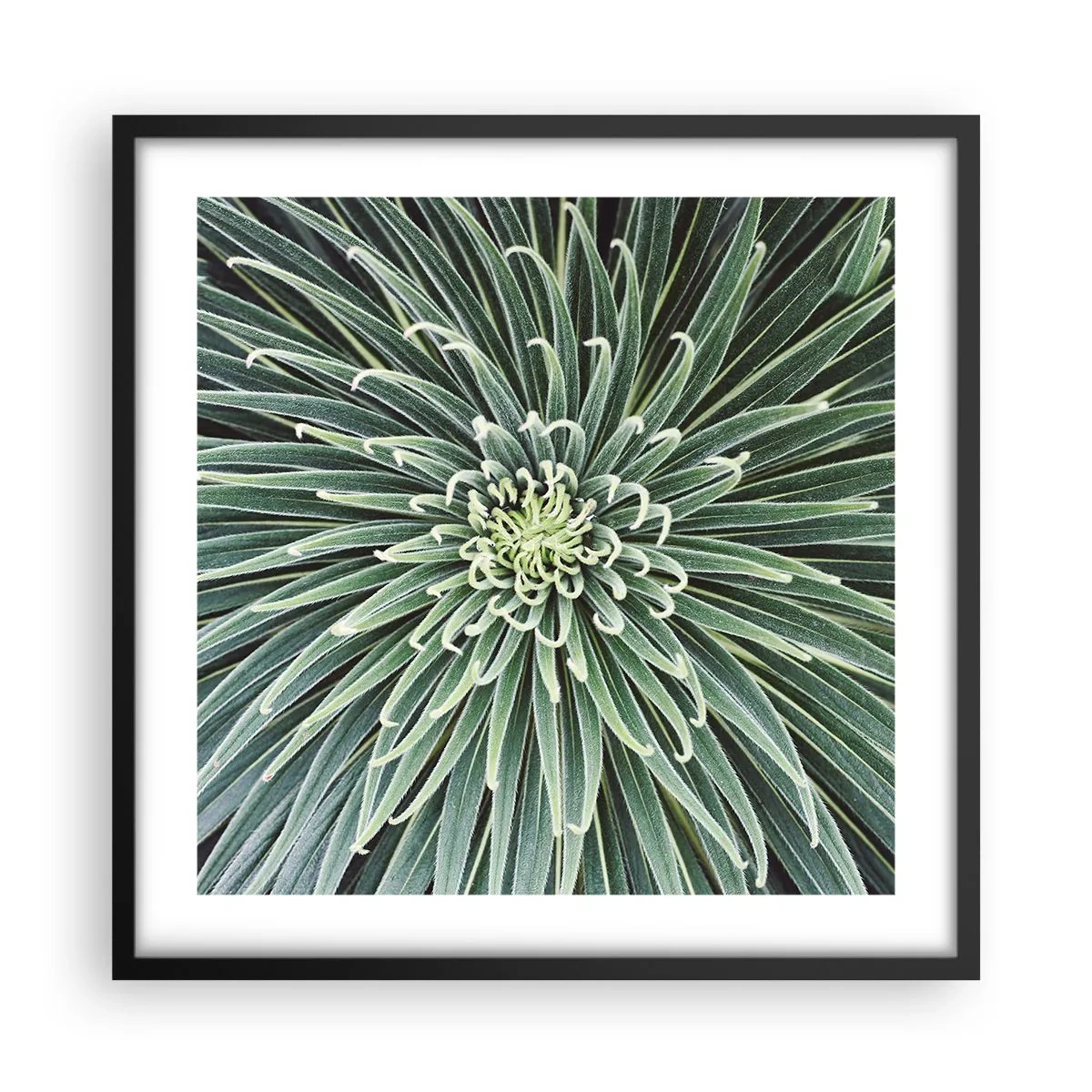 Poster in einem schwarzem Rahmen - Ein Star ist geboren - 50x50 cm