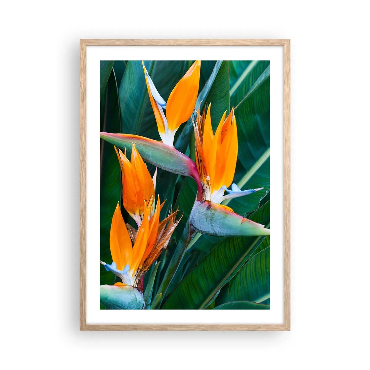 Poster in einem Rahmen aus heller Eiche - Ist es eine Blume oder ist es ein Vogel? - 50x70 cm