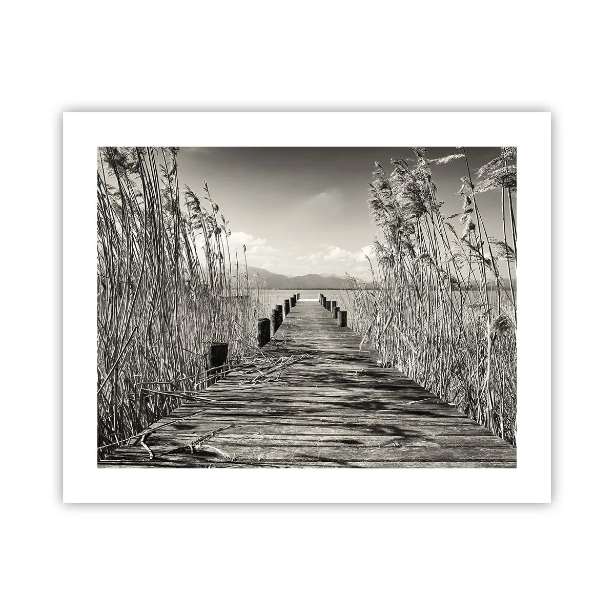 Poster - In der Stille des Grases - 50x40 cm