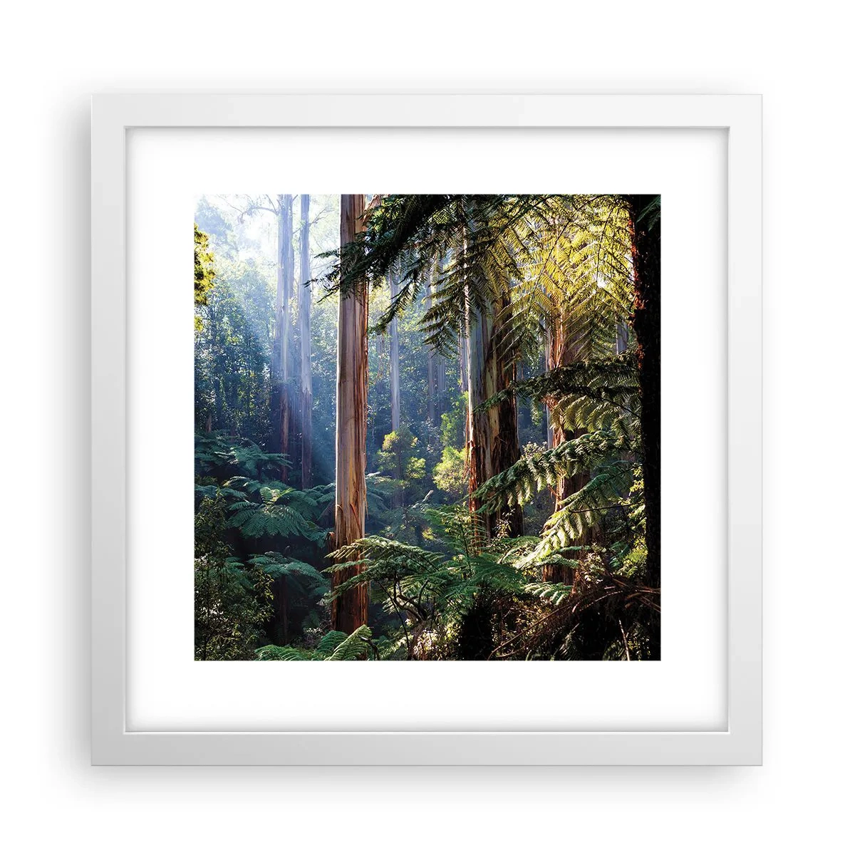 Poster in einem weißen Rahmen - Ein Waldmärchen - 30x30 cm