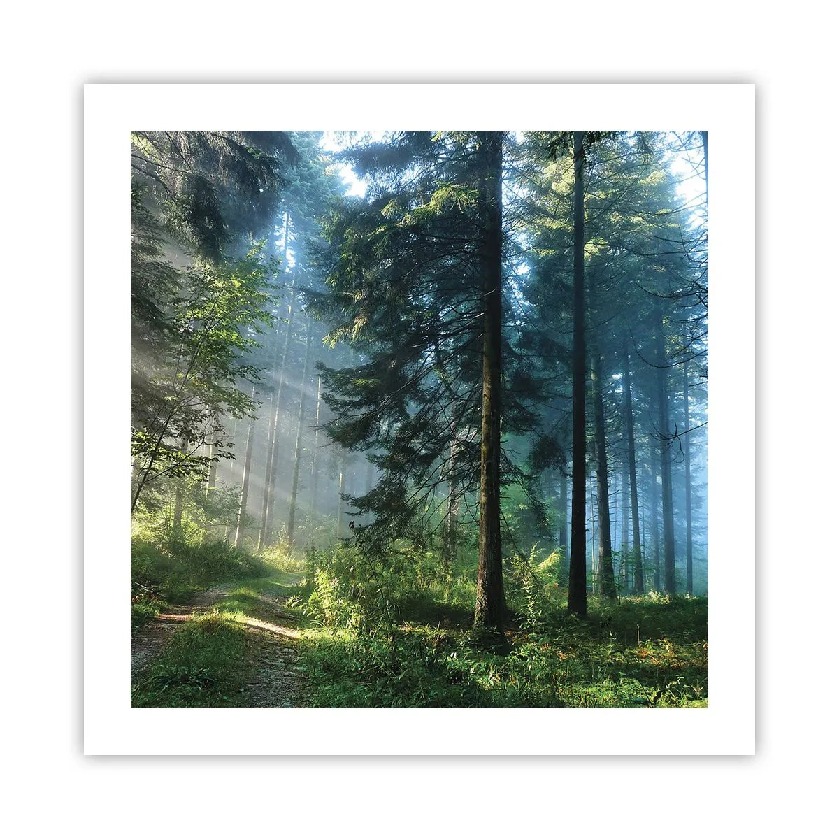 Poster - Strahlend am Morgen - 50x50 cm