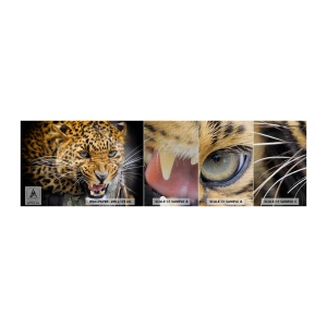Fototapeten Muster Premium Canvas - Bleib zurück, ich warne dich! - Tiere, Leopard, Wilde Katze - 100x30 cm