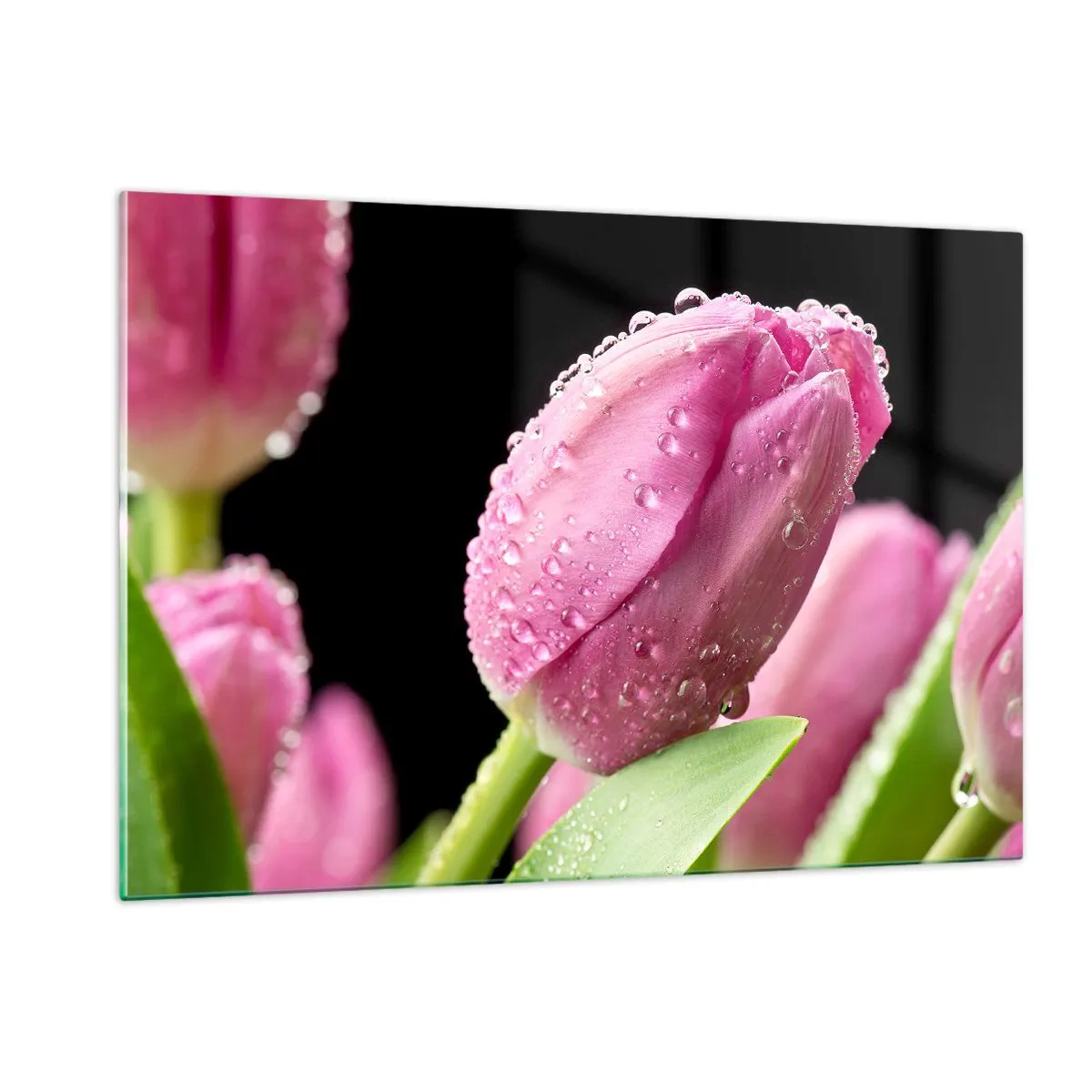 Glasbild - Bild auf glas - Rosa Tulpen mit Tautropfen bedeckt auf schwarzem Hintergrund - 120x80cm - Lila Traum im Tau - Moderne Wanddekoration für Wohnzimmer und Schlafzimmer ARTTOR