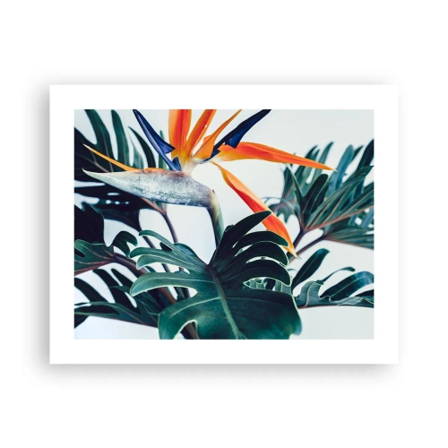 Poster - Vogelbusch - 50x40 cm