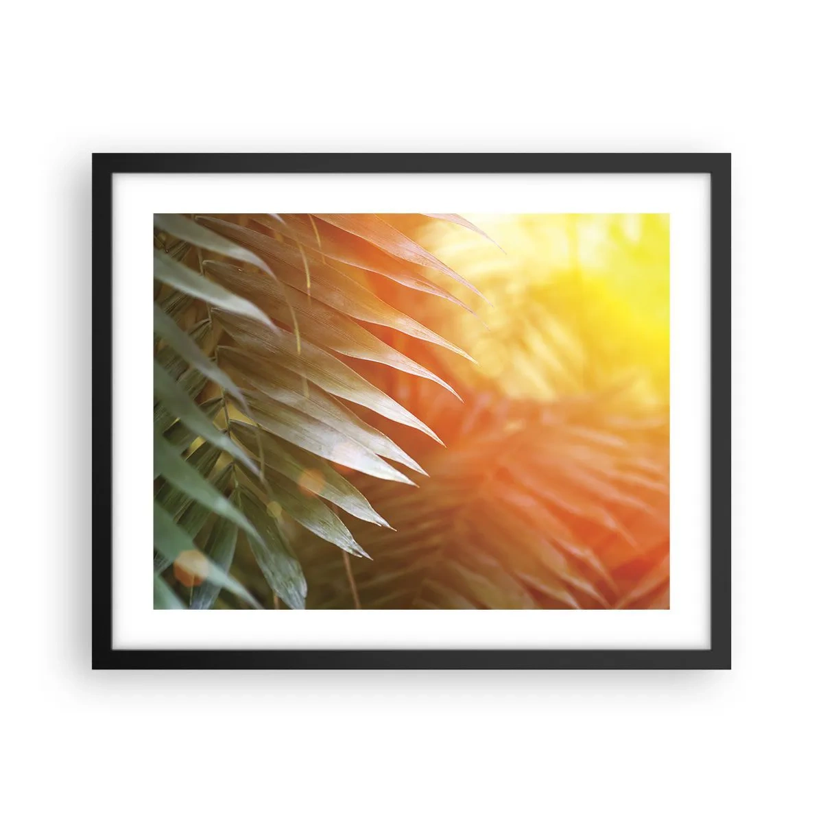 Poster in einem schwarzem Rahmen - Morgen im Dschungel - 50x40 cm