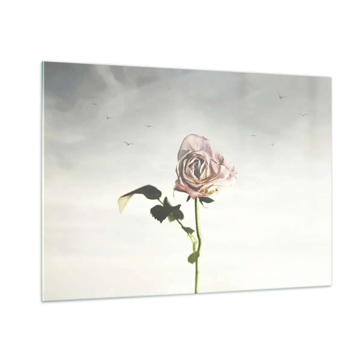 Glasbild - Bild auf glas - Eine zarte Rose vor dem Himmel mit fliegenden Vögeln - 100x70cm - Begrüßung des Frühlings - Moderne Wanddekoration für Wohnzimmer und Schlafzimmer ARTTOR
