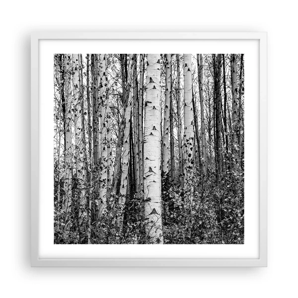 Poster in einem weißen Rahmen - Birkenkolonnade - 50x50 cm