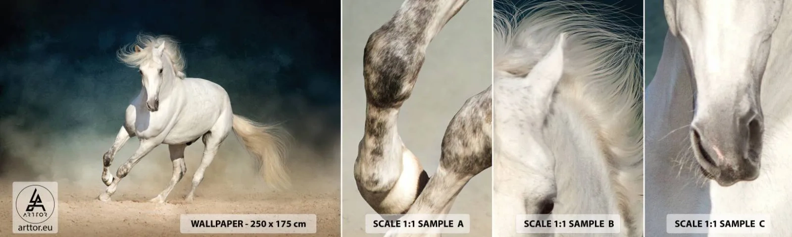 Fototapetenmuster Standard Eco - Freiheit in ihrem reinen Zustand - Pferd, Tier, Weiß - 100x30 cm