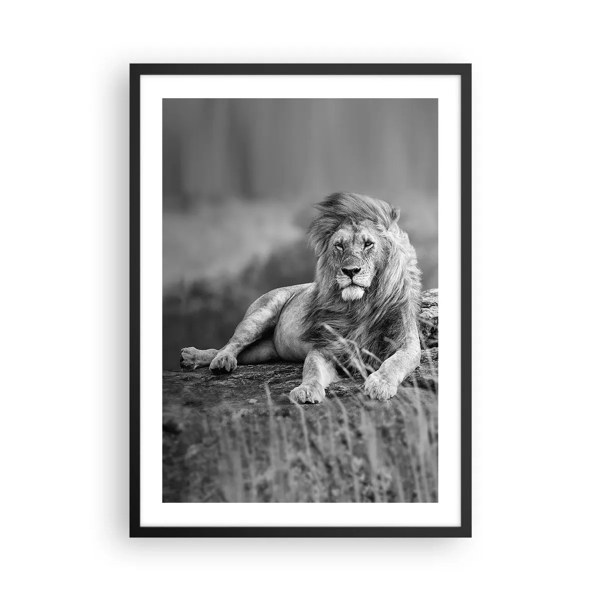 Poster in einem schwarzem Rahmen - Schwarz-Weiß-Porträt eines majestätischen Löwen vor dem Hintergrund der Savanne - 50x70cm - Königliche Siesta - Moderne Wanddekoration für Wohnzimmer und Schlafzimmer ARTTOR