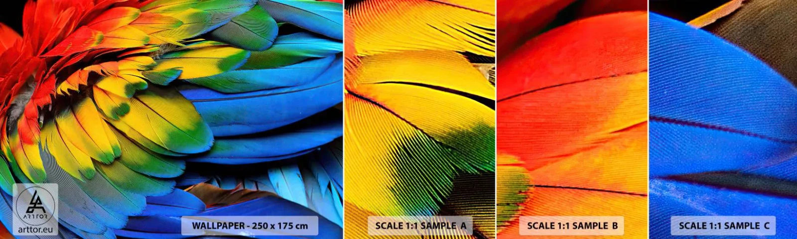 Fototapetenmuster Standard Eco - Paradiesvogel - Bunte Federn, Papageienfedern, Tiere - 100x30 cm