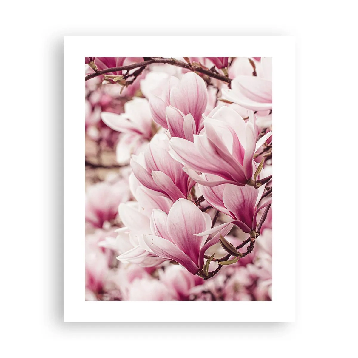 Poster - Frühling ist rosa - 40x50 cm