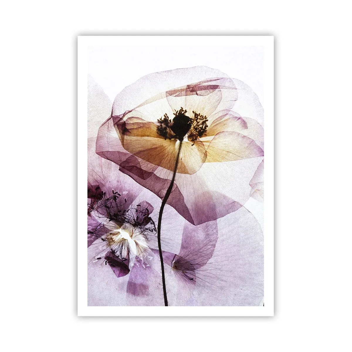 Poster - Transparente Körperblumen - 70x100 cm