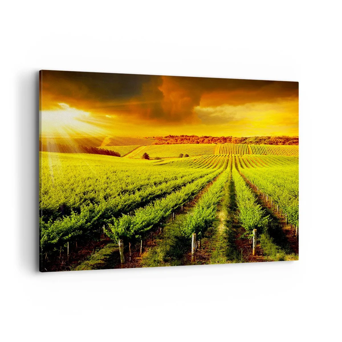 Bild auf Leinwand - Leinwandbild - Goldene Weinberge, beleuchtet von den Sonnenstrahlen - 100x70cm - Unter der australischen Sonne - Moderne Wanddekoration für Wohnzimmer und Schlafzimmer ARTTOR