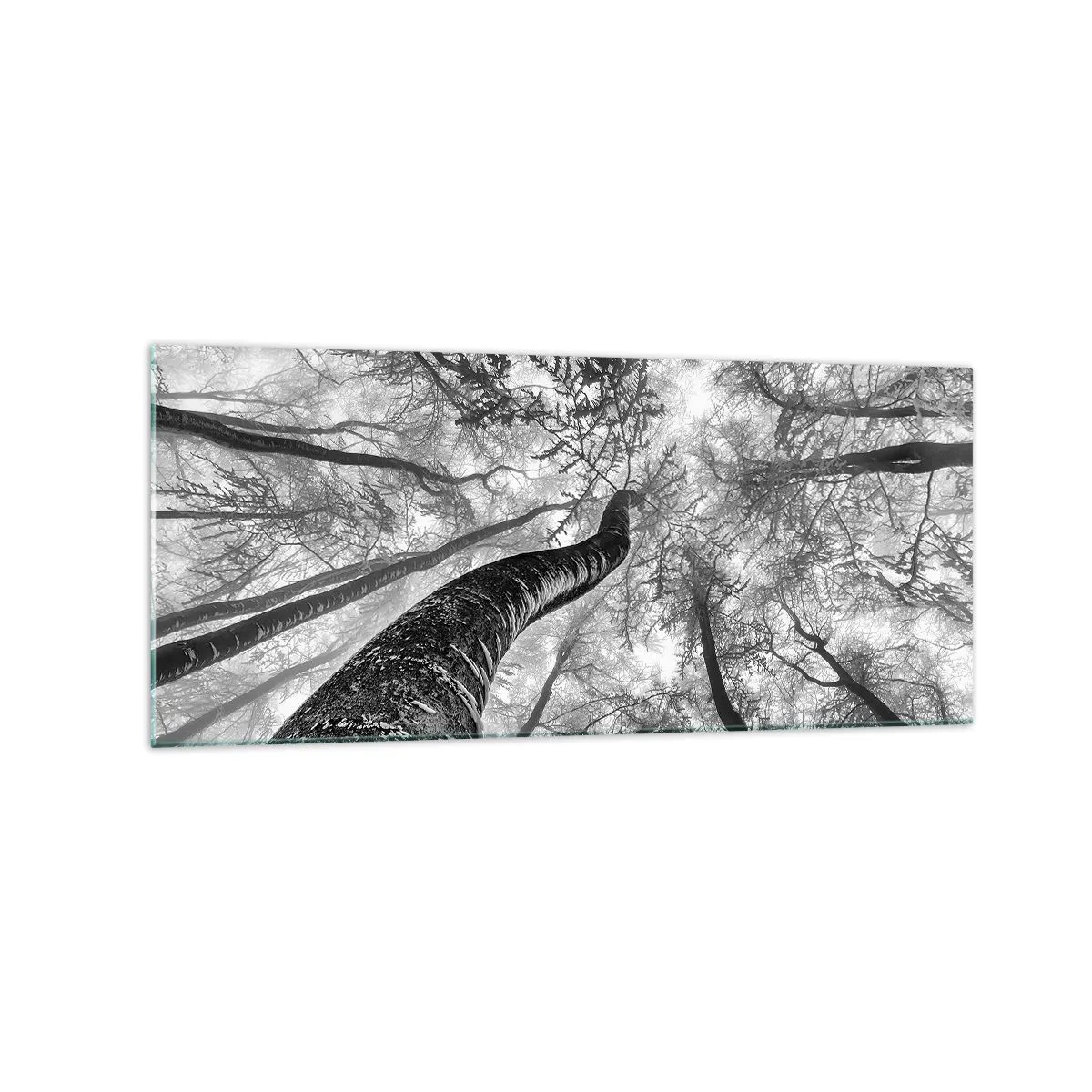 Glasbild - Bild auf glas - Perspektive von Bäumen in einem Wald von unten gesehen in Grautönen - 120x50cm - Rennen zum Licht - Moderne Wanddekoration für Wohnzimmer und Schlafzimmer ARTTOR