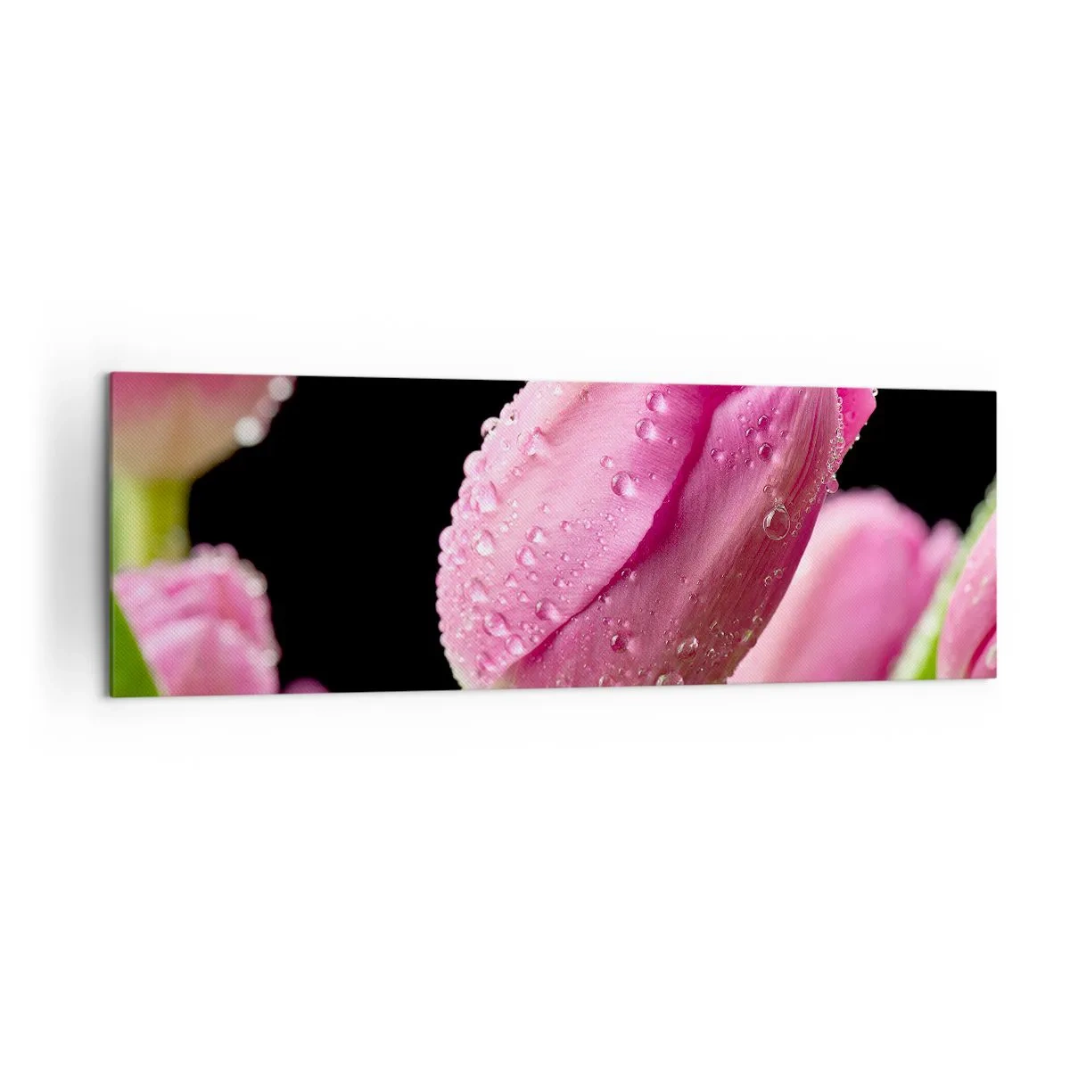 Bild auf Leinwand - Leinwandbild - Rosa Tulpe mit Wassertropfen auf schwarzem Hintergrund - 160x50cm - Lila Traum im Tau - Moderne Wanddekoration für Wohnzimmer und Schlafzimmer ARTTOR
