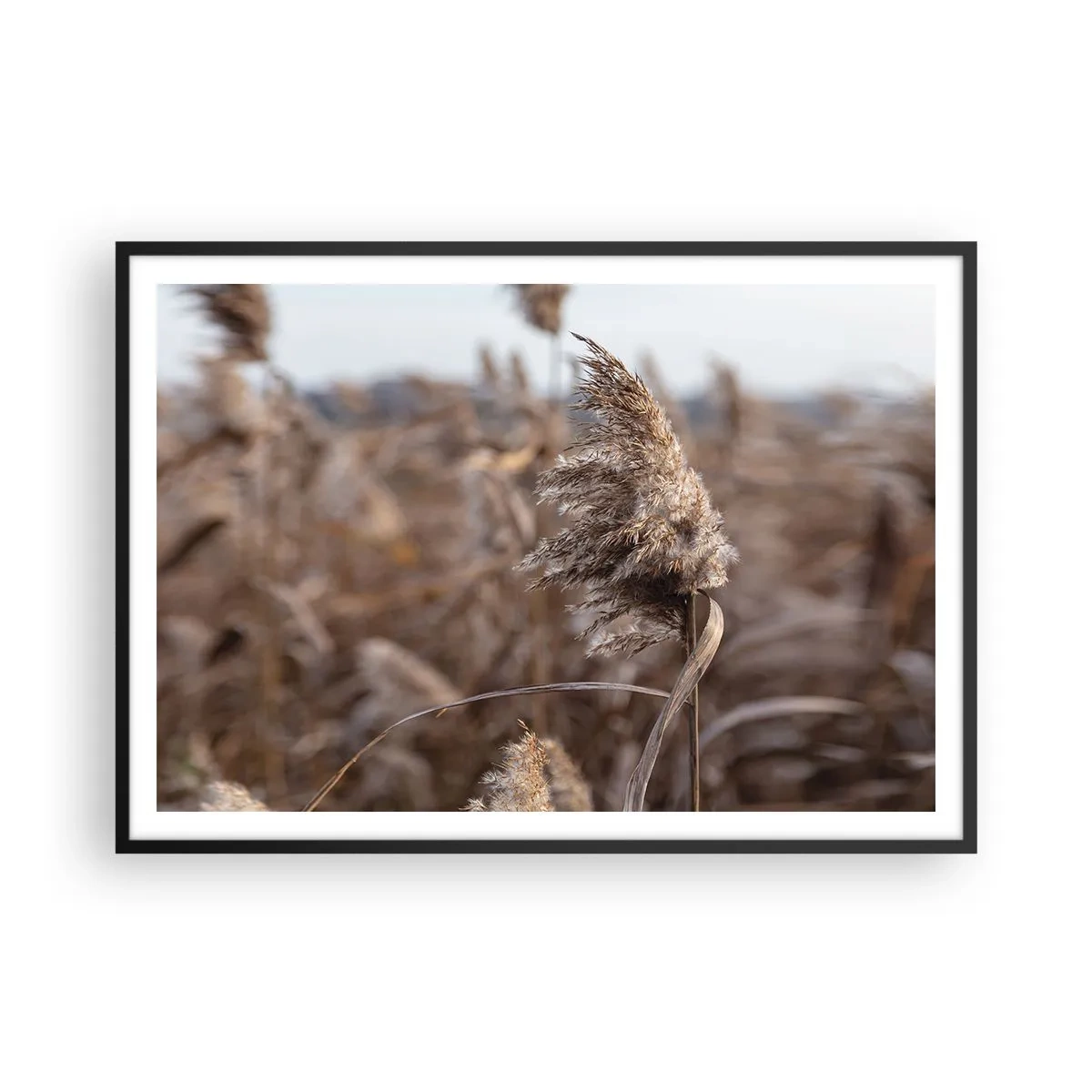 Poster in einem schwarzem Rahmen - Zarte Gräser in Beigetönen vor dem Hintergrund der Natur - 100x70cm - Zeit, mit dem Wind zu gehen - Moderne Wanddekoration für Wohnzimmer und Schlafzimmer ARTTOR