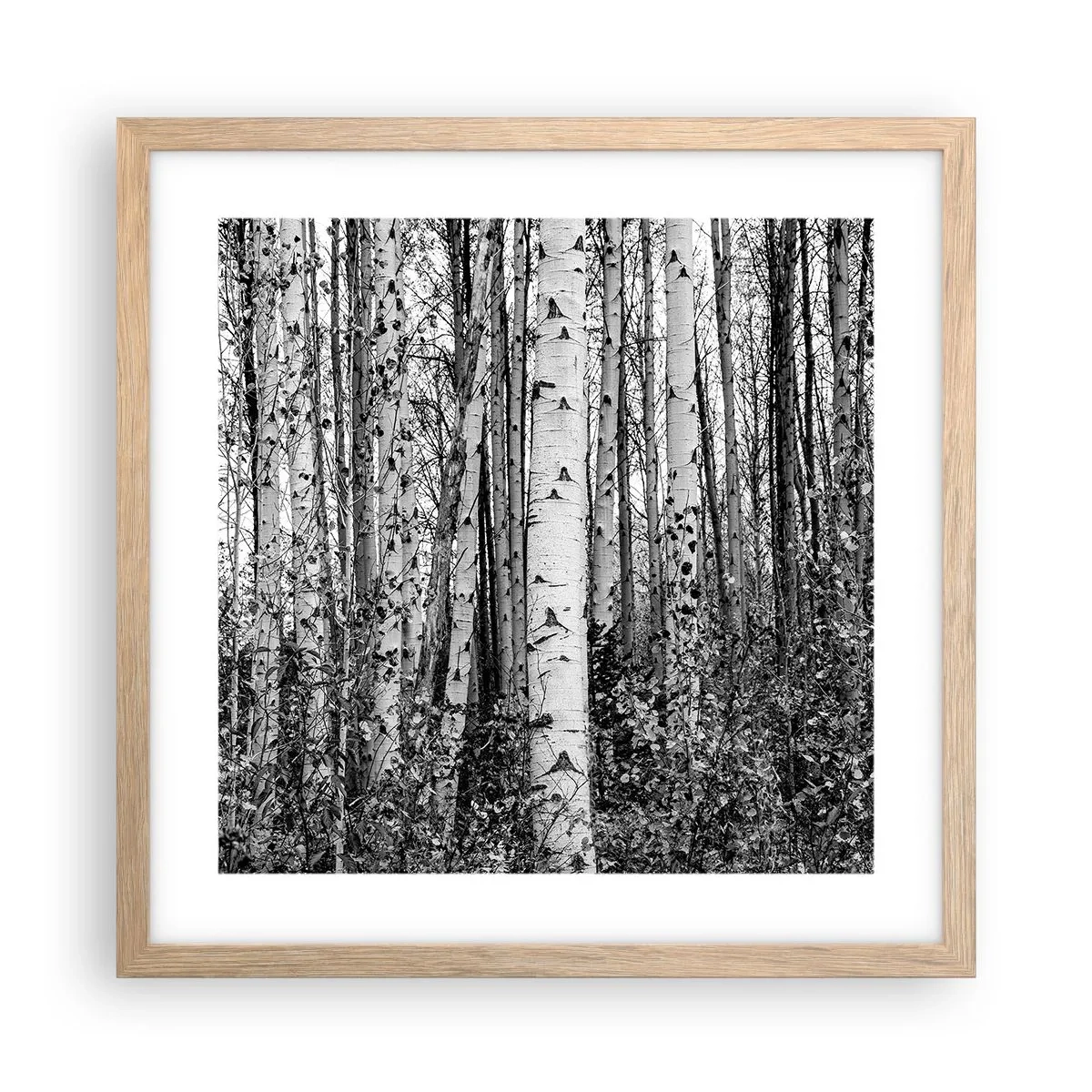 Poster in einem Rahmen aus heller Eiche - Birkenkolonnade - 40x40 cm