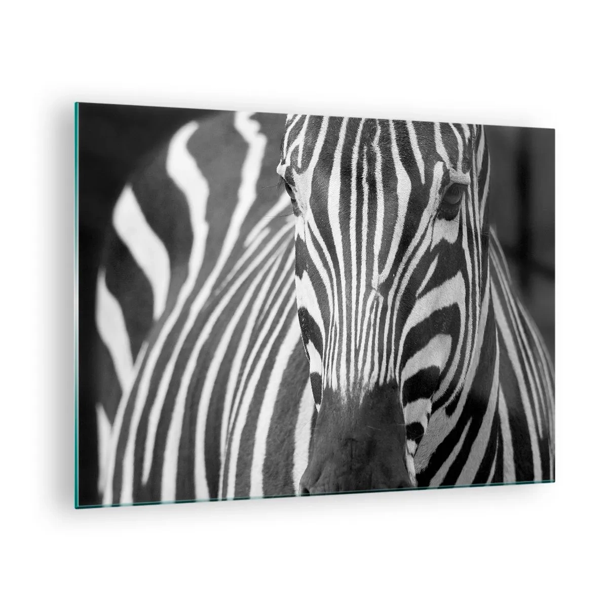 Glasbild - Bild auf glas - Schwarz-Weiß-Porträt eines Zebras mit sichtbaren Streifen - 70x50cm - Die Welt ist schwarz und weiß - Moderne Wanddekoration für Wohnzimmer und Schlafzimmer ARTTOR