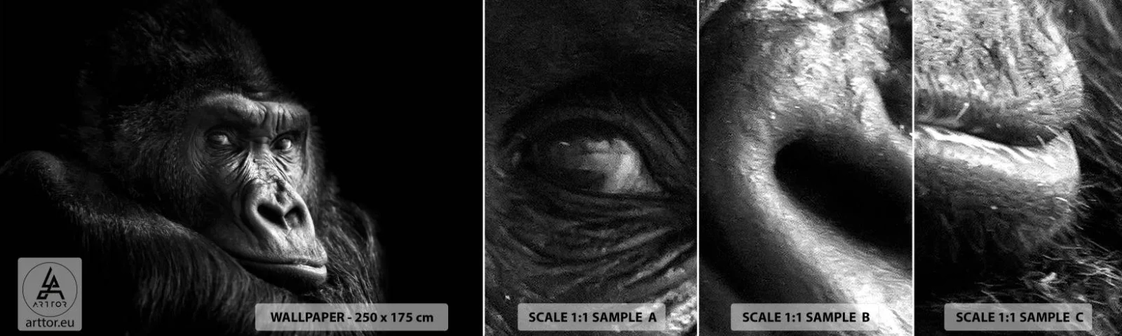 Fototapeten Muster Selbstklebend Deluxe Sticker - Und was guckst du so? - Affe, Gorilla, Tiere - 100x30 cm