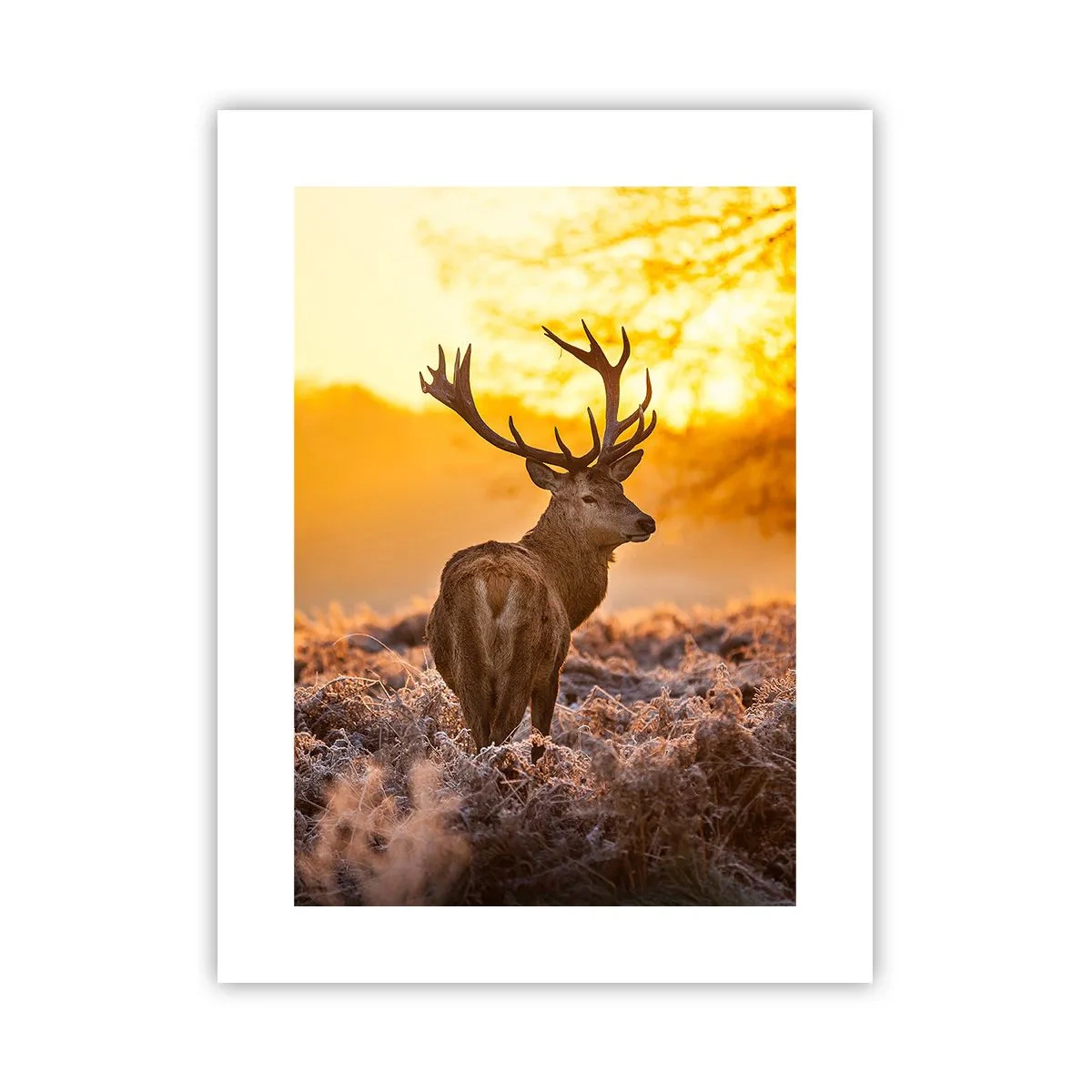 Poster - König des Herbstwaldes - 30x40 cm