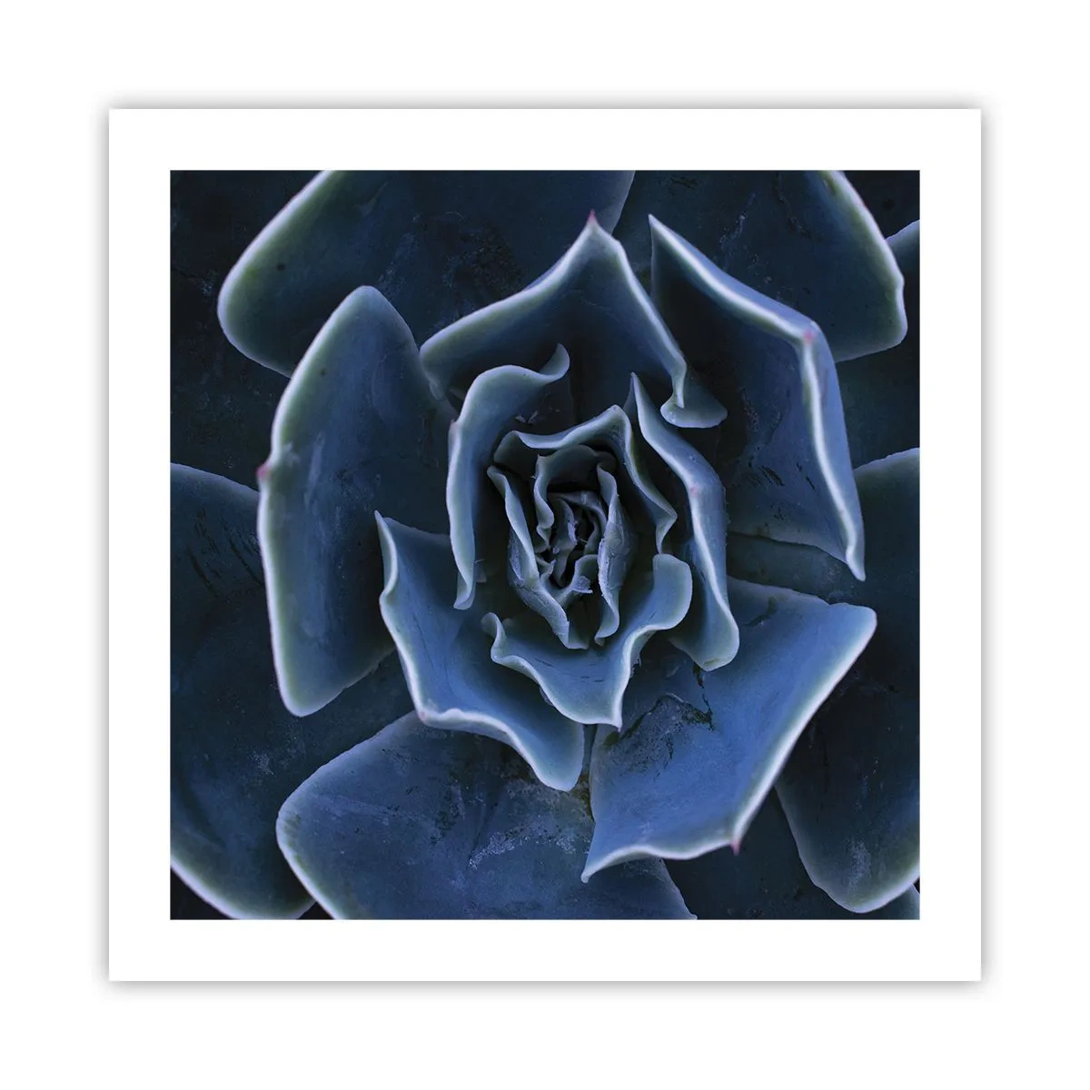 Poster - Wüstenblume - 50x50 cm