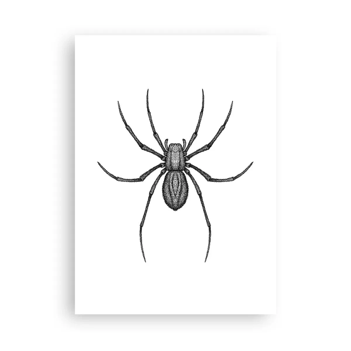 Poster - Detaillierte Darstellung einer Spinne auf weißem Hintergrund - 50x70cm - Beunruhigende Präzision - Moderne Wanddekoration für Wohnzimmer und Schlafzimmer ARTTOR