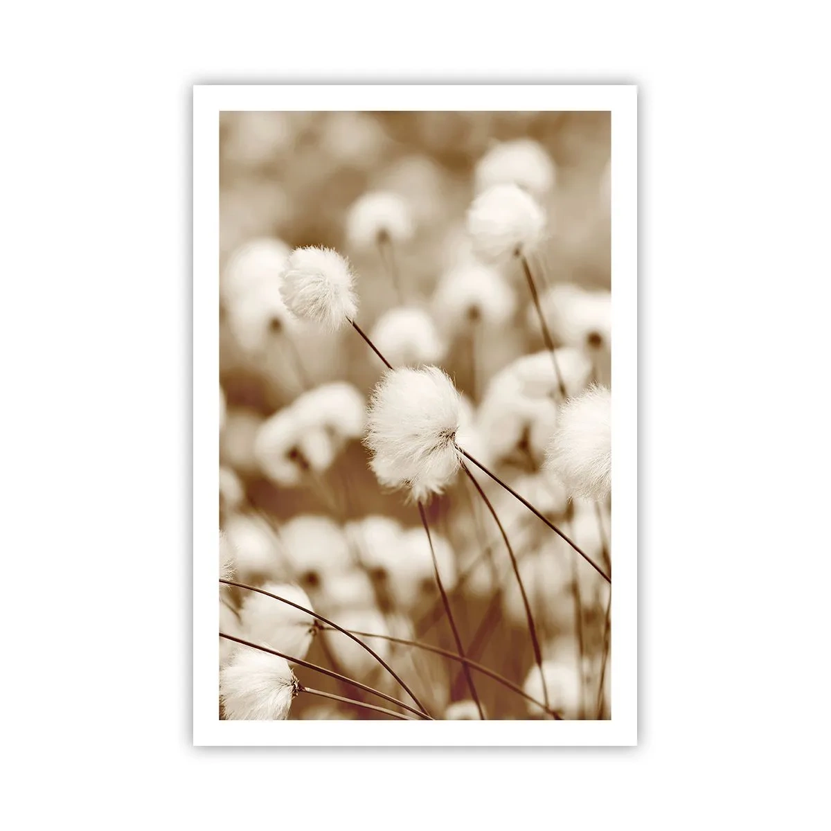 Poster - Flauschiges Kornfeld - 61x91 cm