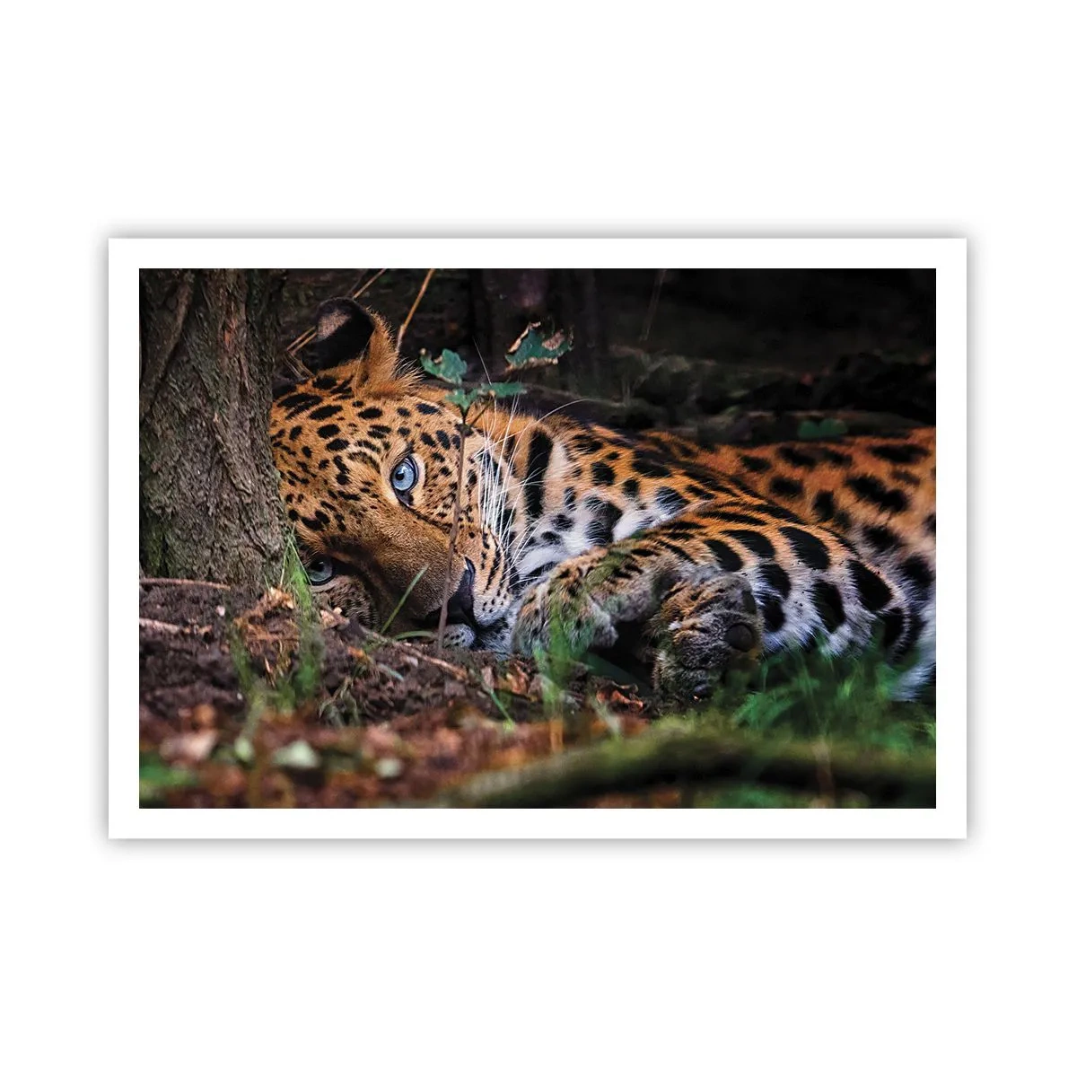 Poster - Ein Leopard, der im Schatten der Bäume liegt - 100x70cm - Vertrau mir - Moderne Wanddekoration für Wohnzimmer und Schlafzimmer ARTTOR