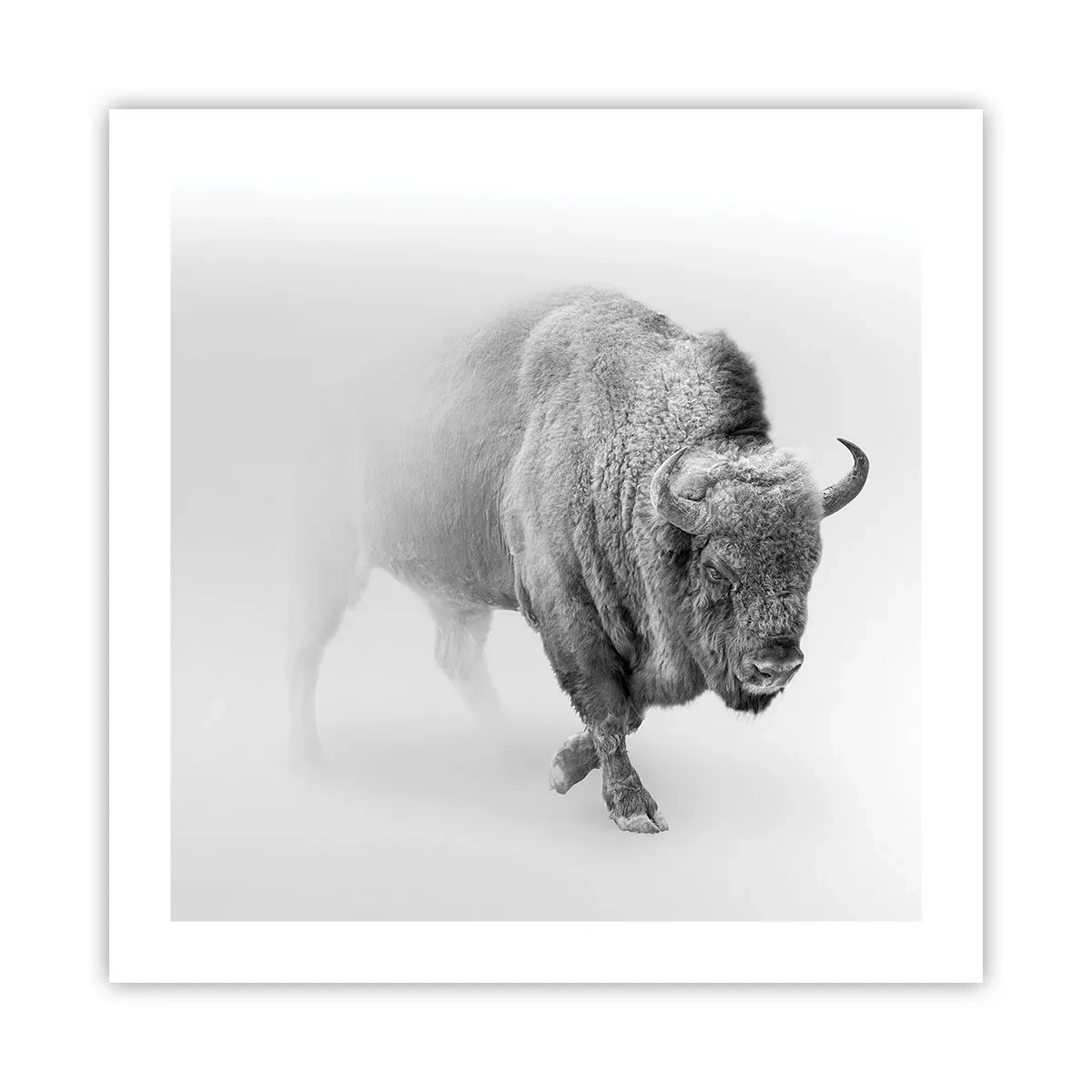 Poster - König der Prärie - 50x50 cm