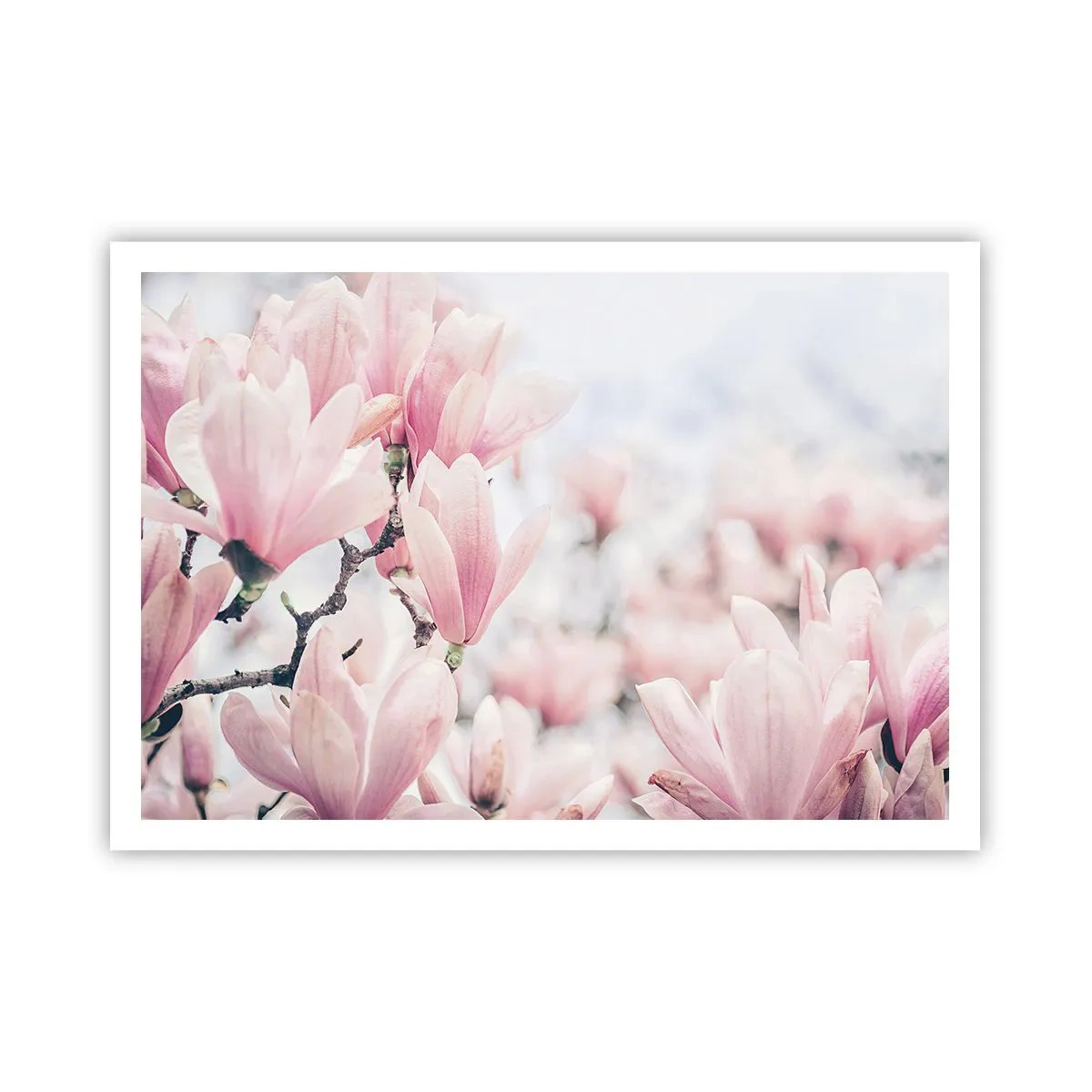 Poster - Dezente Magnolienblüten in zarten Rosatönen - 100x70cm - Das Ideal der Subtilität - Moderne Wanddekoration für Wohnzimmer und Schlafzimmer ARTTOR