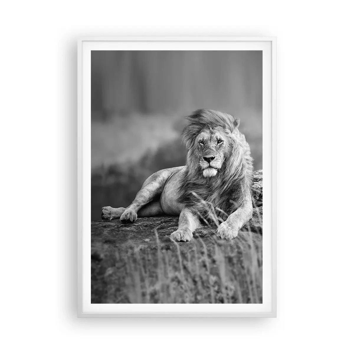 Poster in einem weißen Rahmen - Königliche Siesta - 70x100 cm