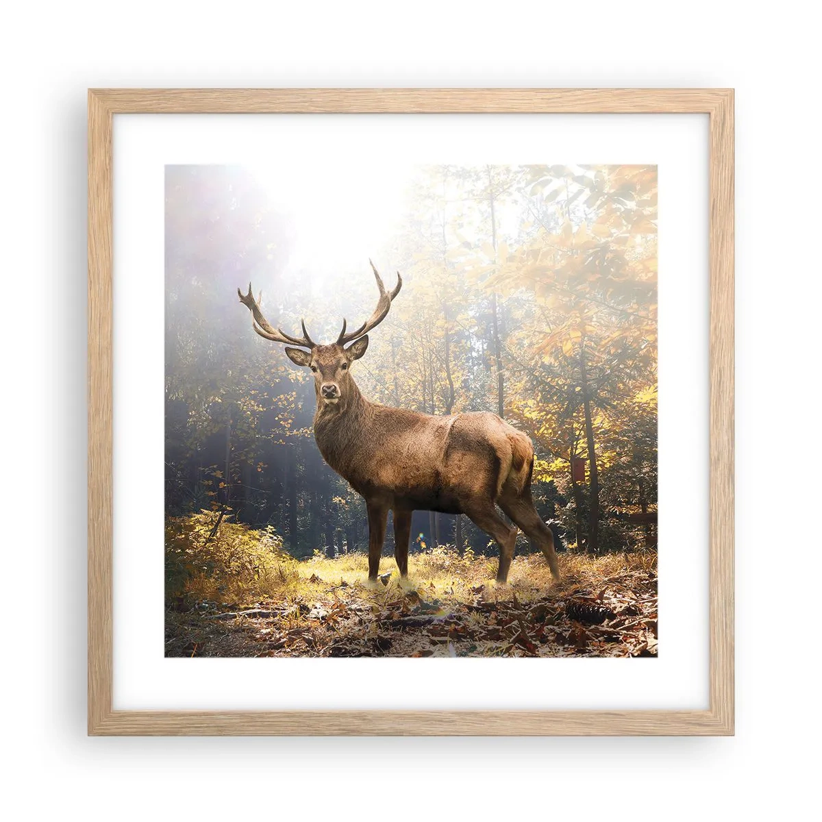 Poster in einem Rahmen aus heller Eiche - In voller Majestät - 40x40 cm
