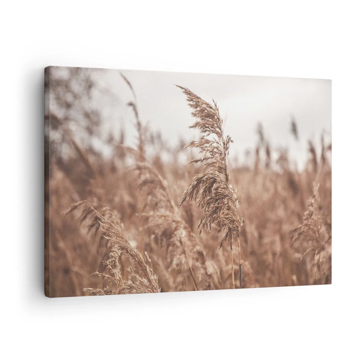 Bild auf Leinwand - Leinwandbild - Goldene Gräser vor dem Hintergrund der Herbstlandschaft - 70x50cm - Auf den Feldern ist es schon Herbst - Moderne Wanddekoration für Wohnzimmer und Schlafzimmer ARTTOR