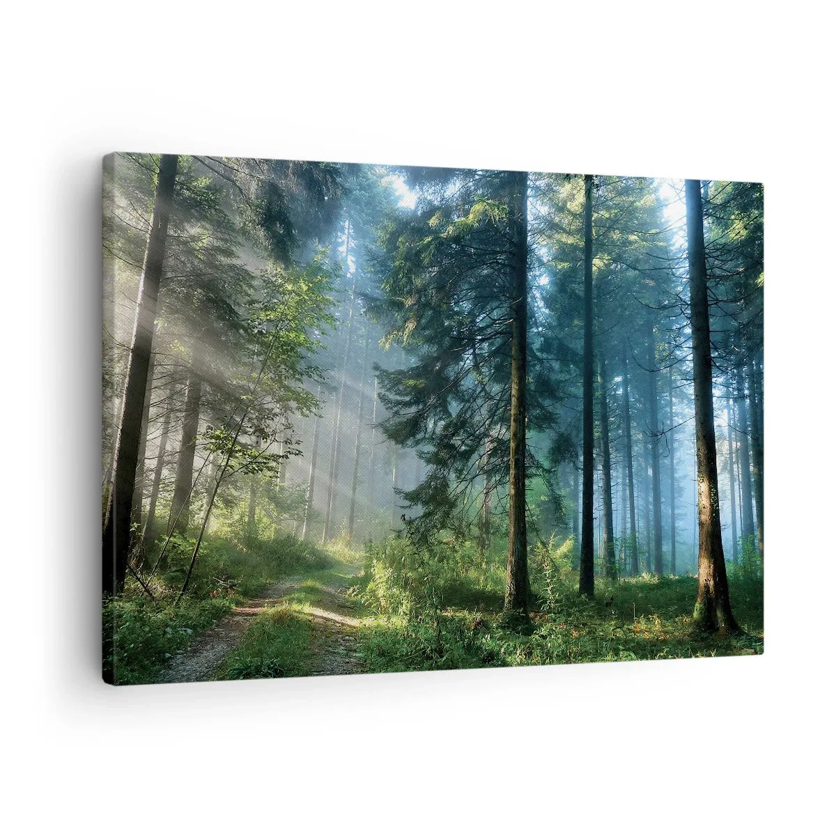 Bild auf Leinwand - Leinwandbild - Ein Waldweg, beleuchtet von den Strahlen der Morgensonne - 70x50cm - Strahlend am Morgen - Moderne Wanddekoration für Wohnzimmer und Schlafzimmer ARTTOR