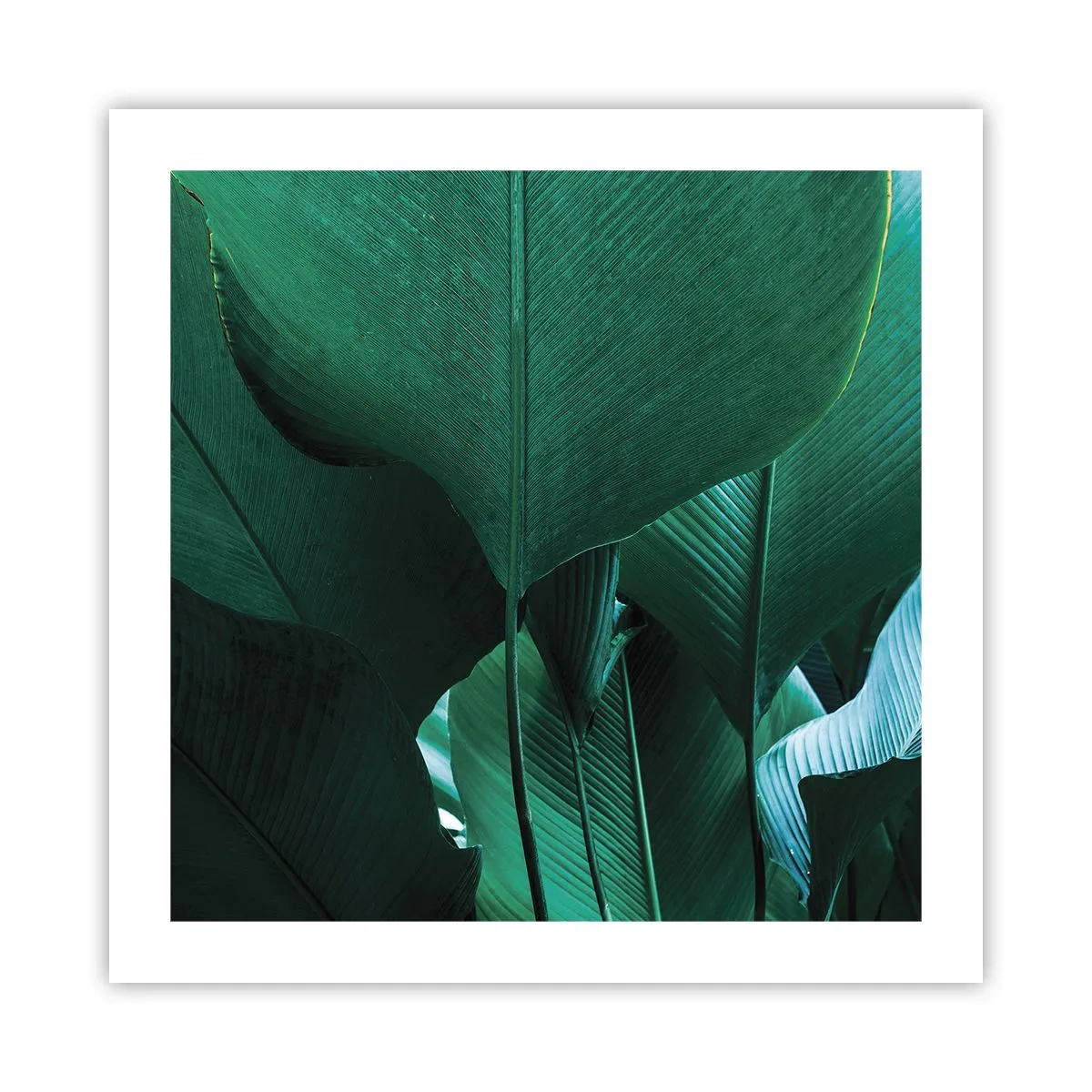 Poster - Dem Licht zugewandt - 50x50 cm