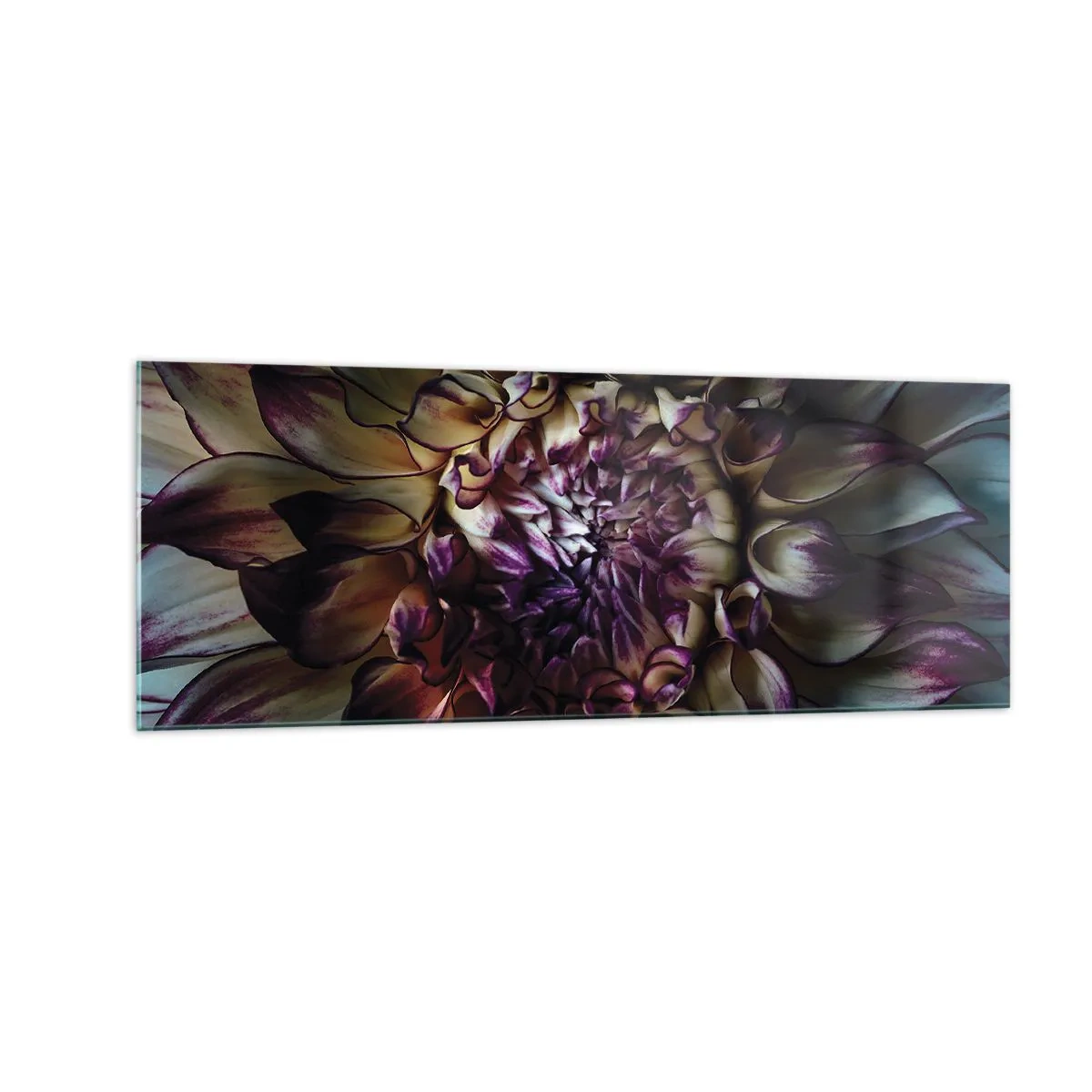Glasbild - Bild auf glas - Nahaufnahme einer Dahlienblüte in dunklen Tönen - 140x50cm - Die Blütezeit der Jugend - Moderne Wanddekoration für Wohnzimmer und Schlafzimmer ARTTOR
