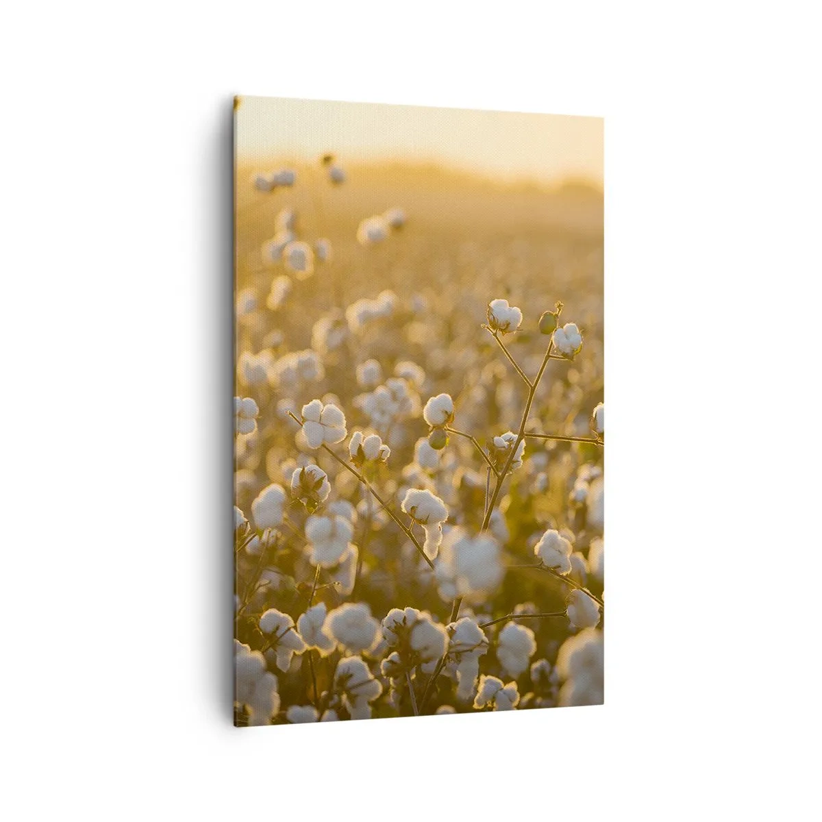 Bild auf Leinwand - Leinwandbild - Ein Baumwollfeld im warmen Licht der untergehenden Sonne - 80x120cm - Fluffiges Feld - Moderne Wanddekoration für Wohnzimmer und Schlafzimmer ARTTOR