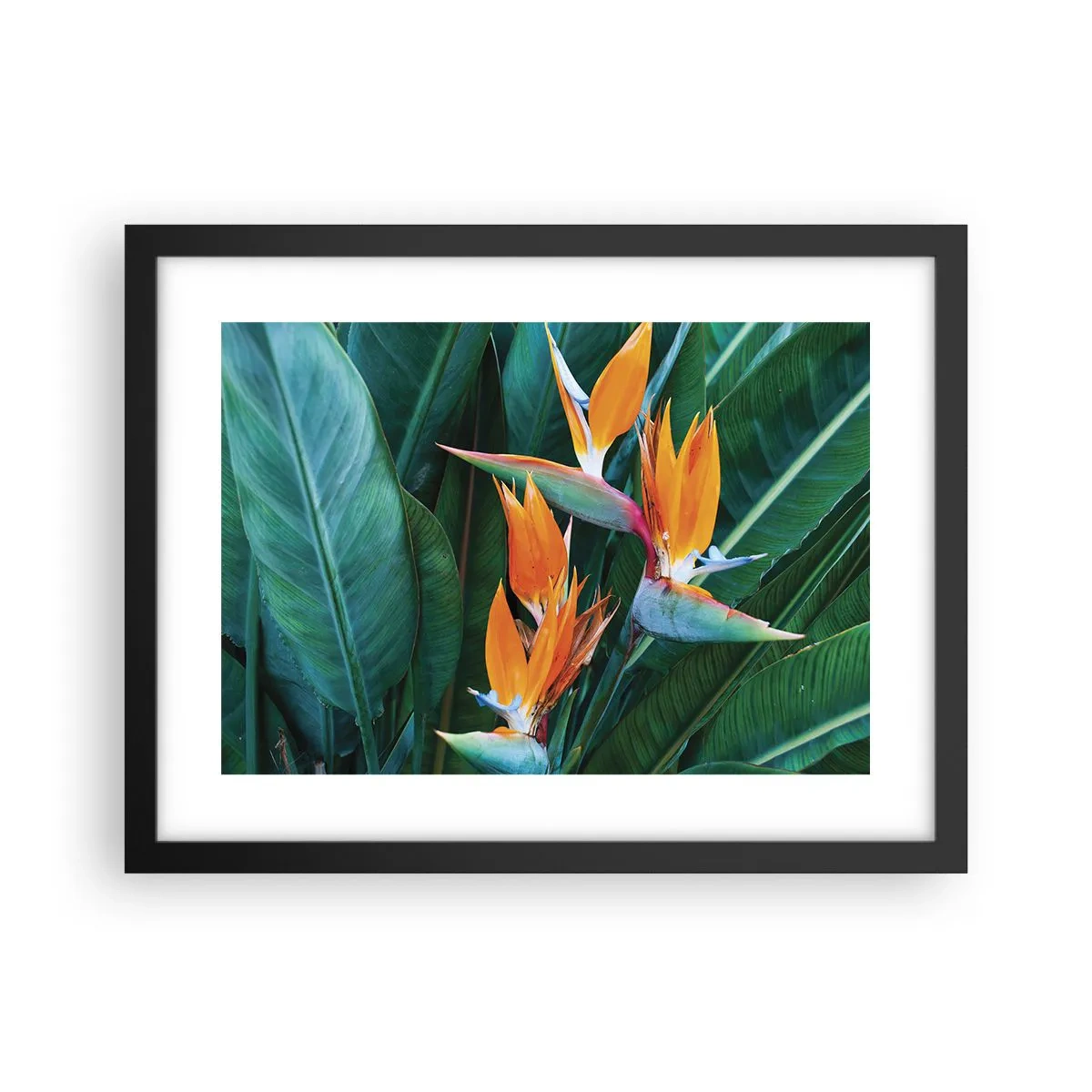 Poster in einem schwarzem Rahmen - Ist es eine Blume oder ist es ein Vogel? - 40x30 cm