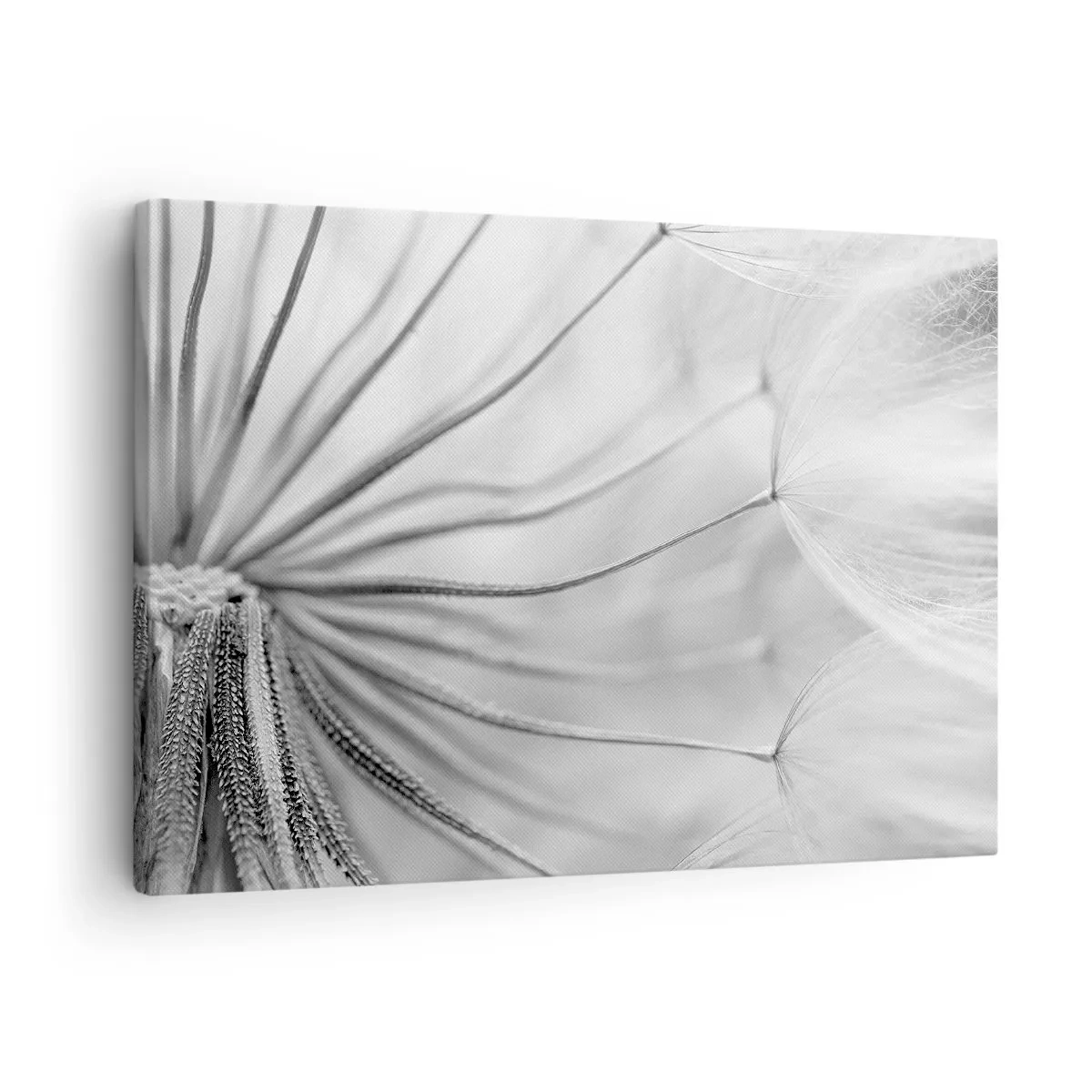 Bild auf Leinwand - Leinwandbild - Zarte Pusteblumen in Schwarz-Weiß-Tönen - 70x50cm - Löwenzahn, Drachen - Moderne Wanddekoration für Wohnzimmer und Schlafzimmer ARTTOR