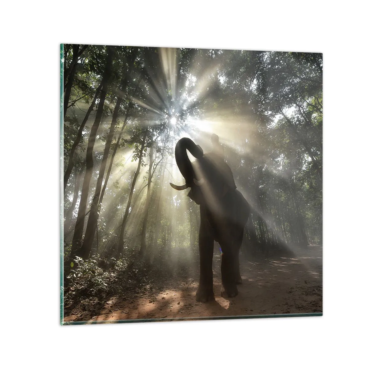 Glasbild - Bild auf glas - Unter dem Glücksstern - 40x40 cm