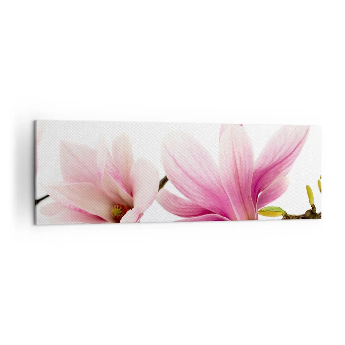 Bild auf Leinwand - Leinwandbild - Zarte rosa Magnolien auf weißem Hintergrund - 160x50cm - Zart wie ein Frühlingswind - Moderne Wanddekoration für Wohnzimmer und Schlafzimmer ARTTOR