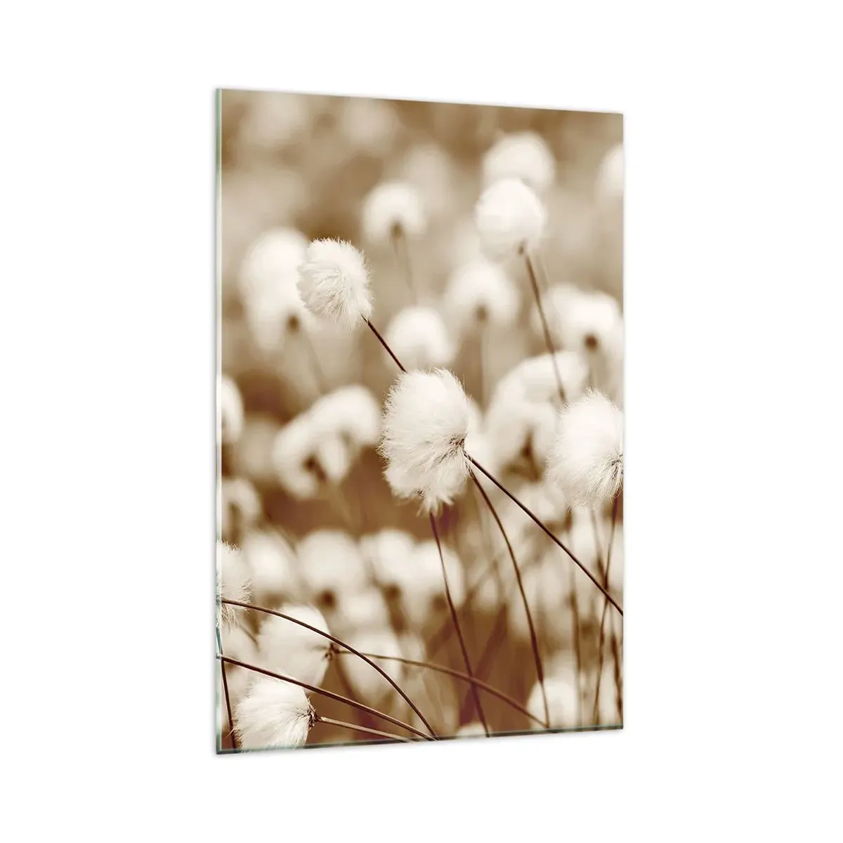 Glasbild - Bild auf glas - Ein Feld mit zarten Pflanzen in Sepiatönen - 80x120cm - Flauschiges Kornfeld - Moderne Wanddekoration für Wohnzimmer und Schlafzimmer ARTTOR