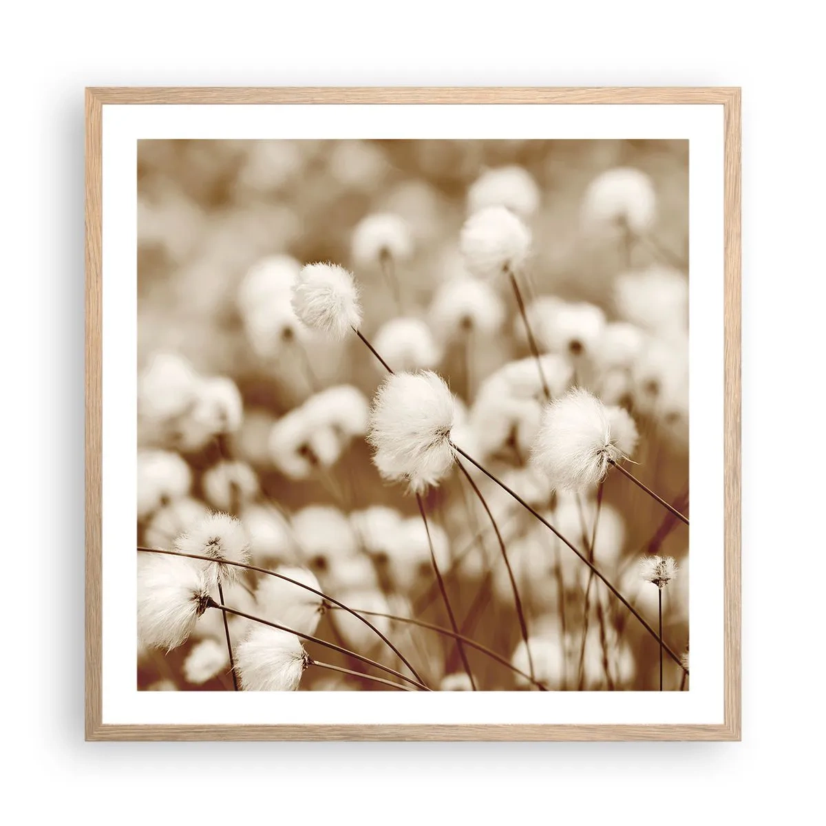 Poster in einem Rahmen aus heller Eiche - Flauschiges Kornfeld - 60x60 cm