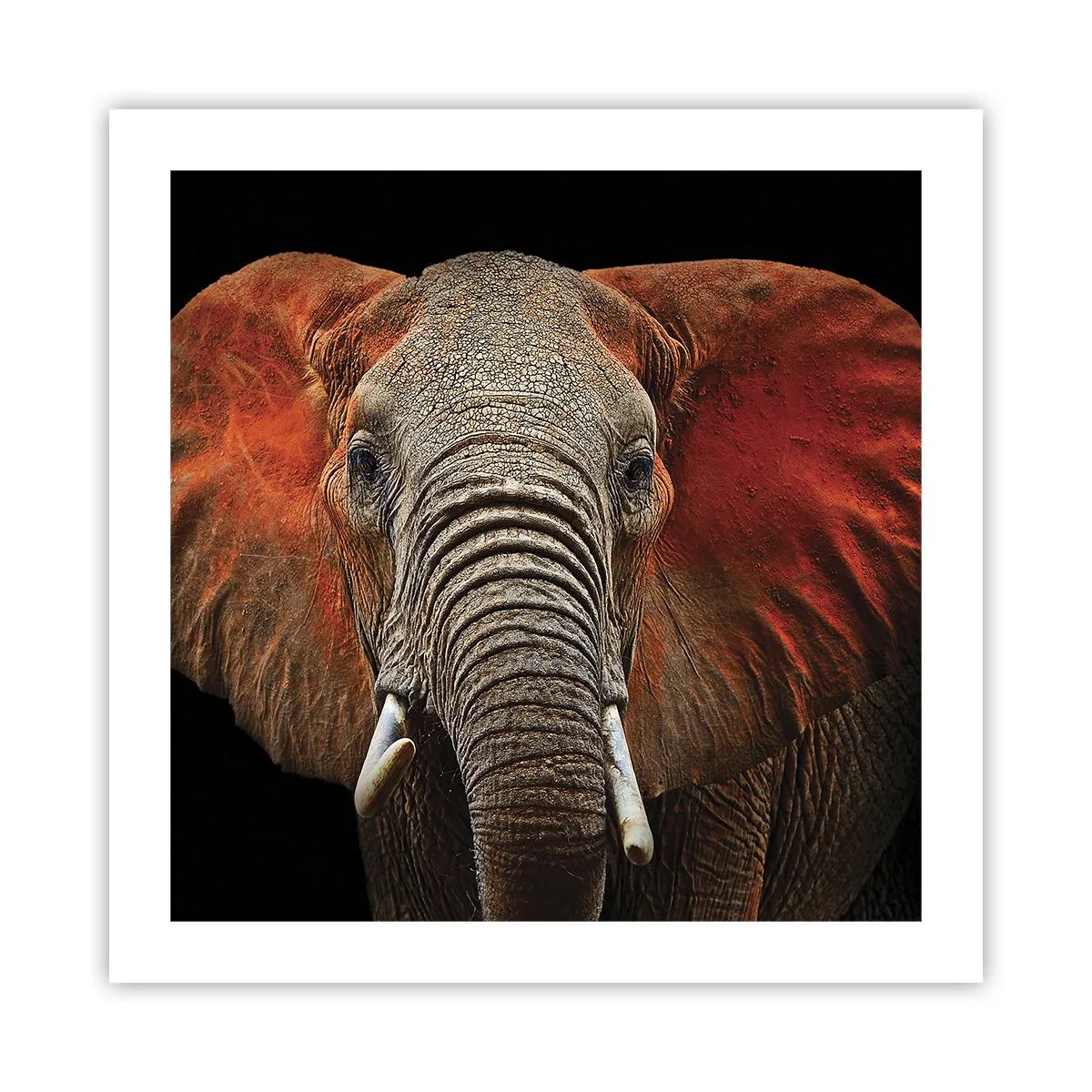 Poster - Ich bin wild und du? - 50x50 cm