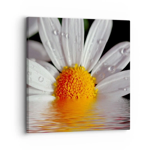 Bild auf Leinwand - Leinwandbild - Die aufgehende Sonne der Gänseblümchen - 30x30 cm