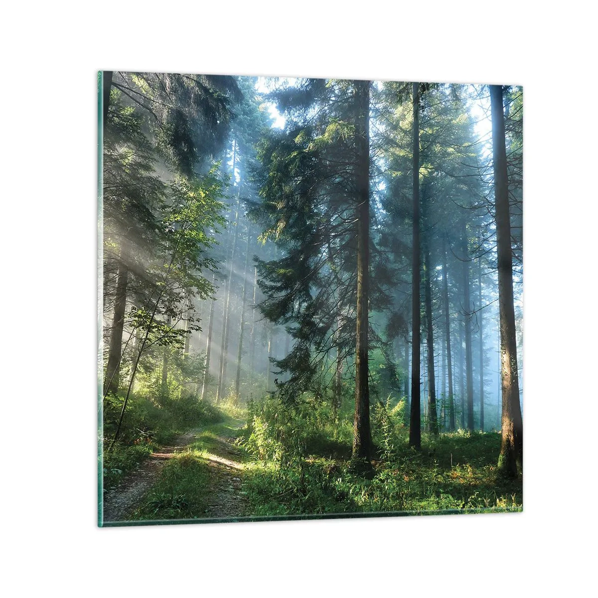 Glasbild - Bild auf glas - Strahlend am Morgen - 60x60 cm