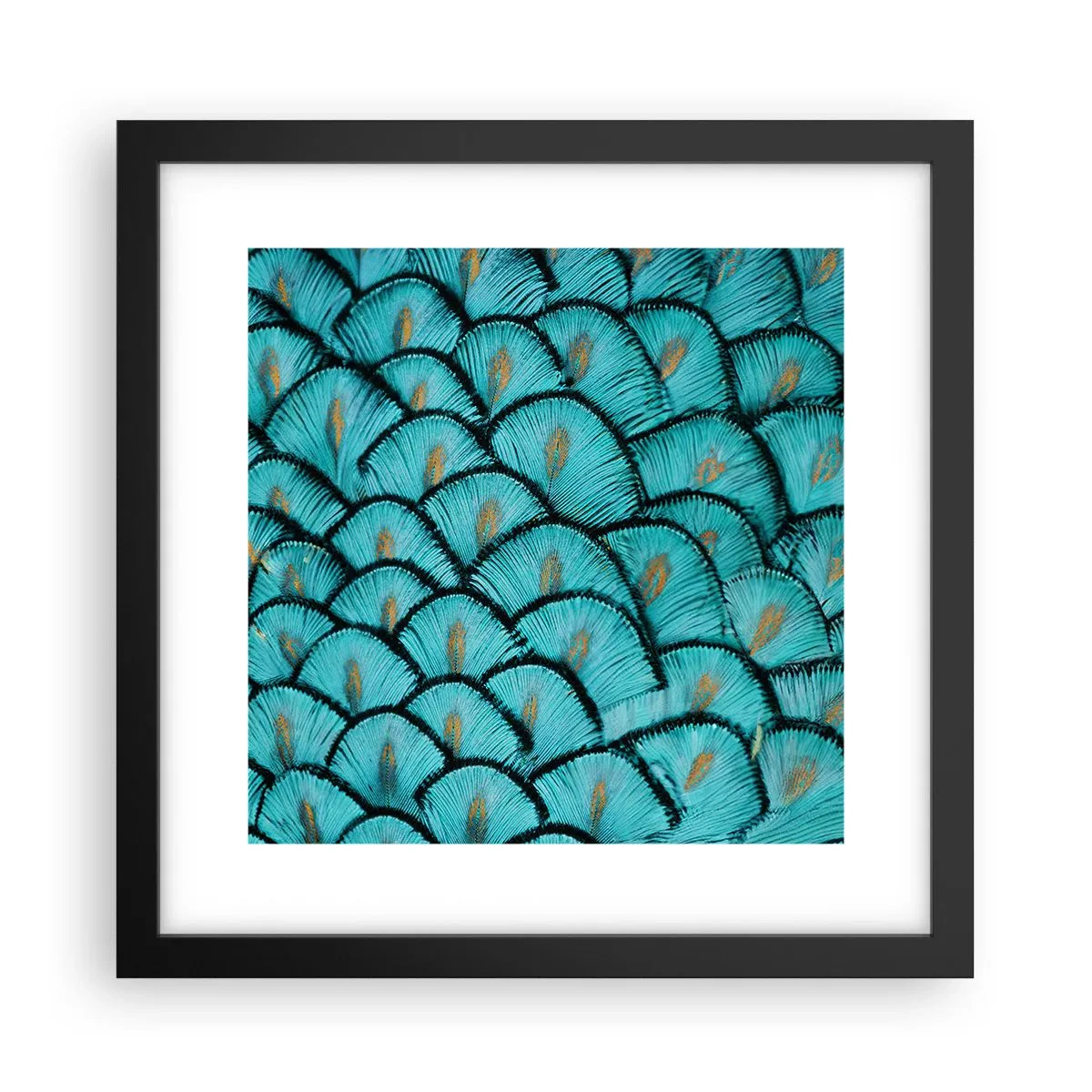 Poster in einem schwarzem Rahmen - Große Federgala - 30x30 cm