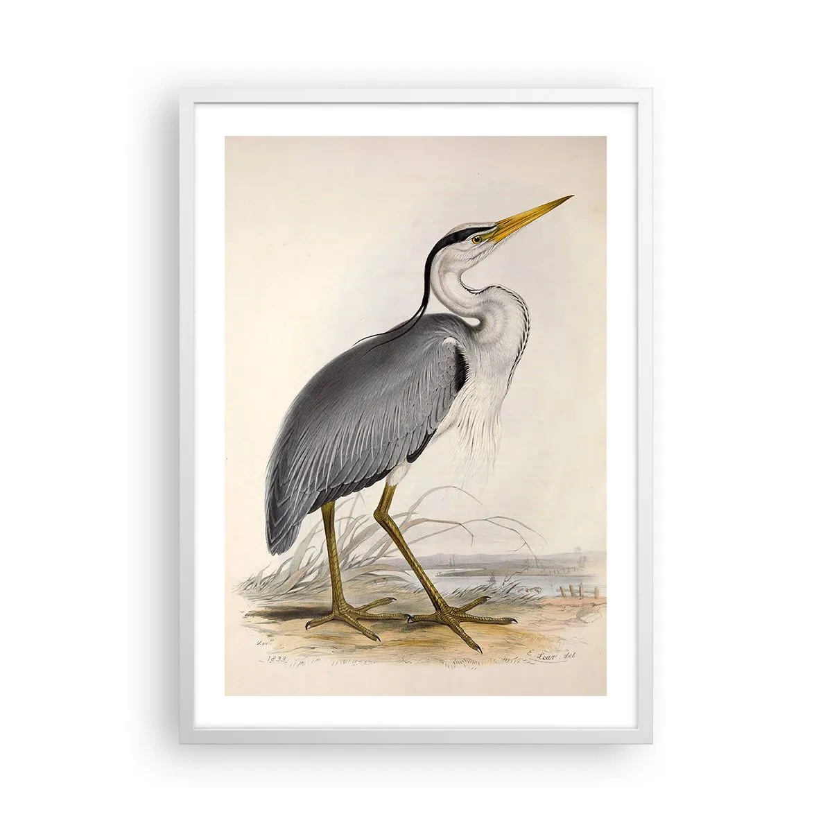 Poster in einem weißen Rahmen - Reiher Gnade - 50x70 cm